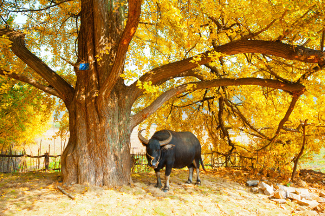 银杏舞,醉深秋|送您最新赏杏精品自驾游线路!
