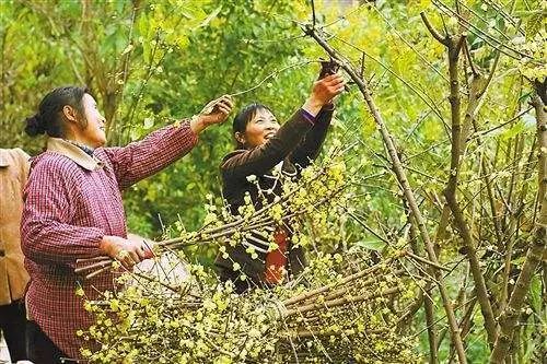 专利故事｜有了他们，腊梅花香不再是冬天的“专利”