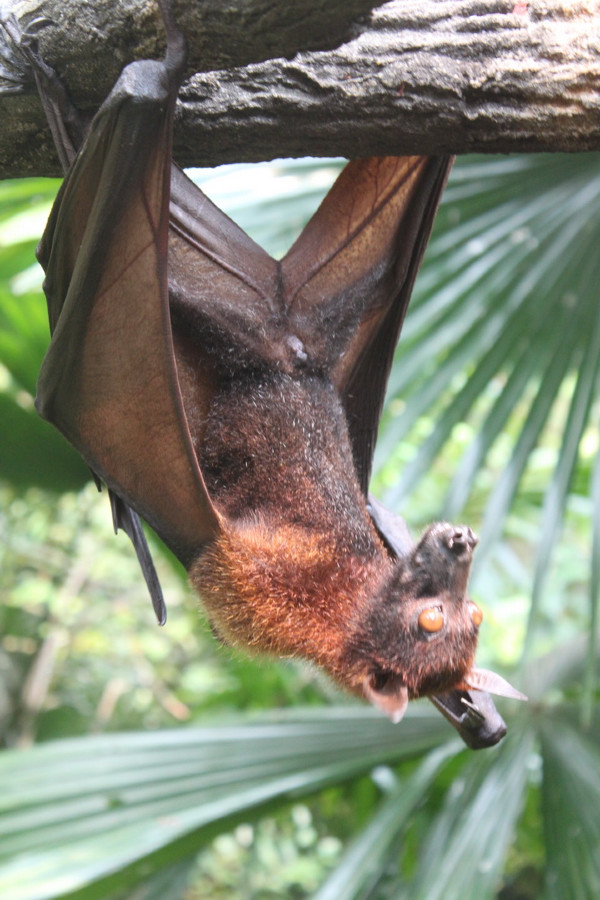 亲子游新加坡旅游攻略推荐,新加坡自由行亲子攻略2015