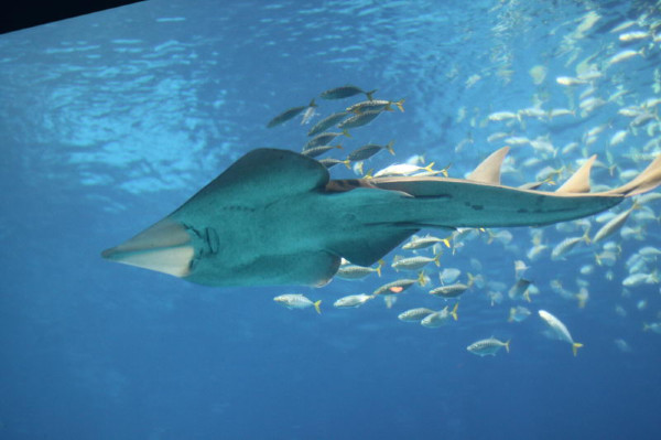 亲子游新加坡旅游攻略推荐,新加坡自由行亲子攻略2015