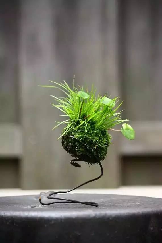 一花一世界一草一天堂一叶一菩提,一花一世界一草一天堂歌曲