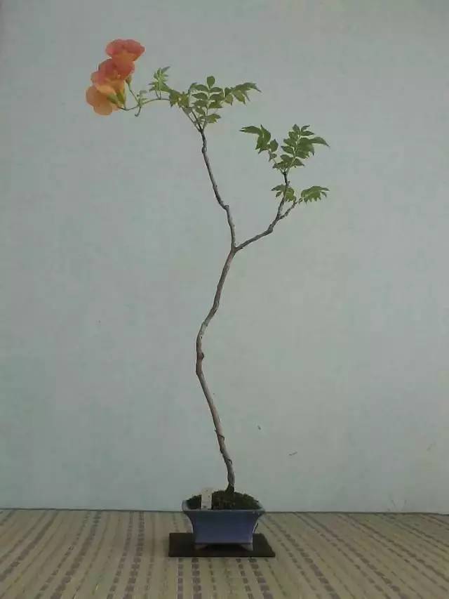 一花一世界一草一天堂一叶一菩提,一花一世界一草一天堂歌曲