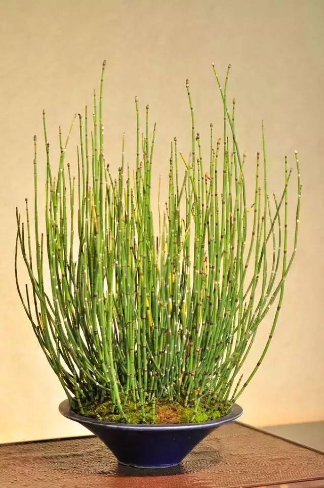 一花一世界一草一天堂一叶一菩提,一花一世界一草一天堂歌曲