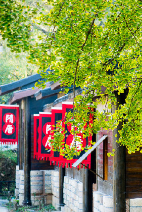 银杏舞，醉深秋｜送您最新赏杏精品自驾游线路！