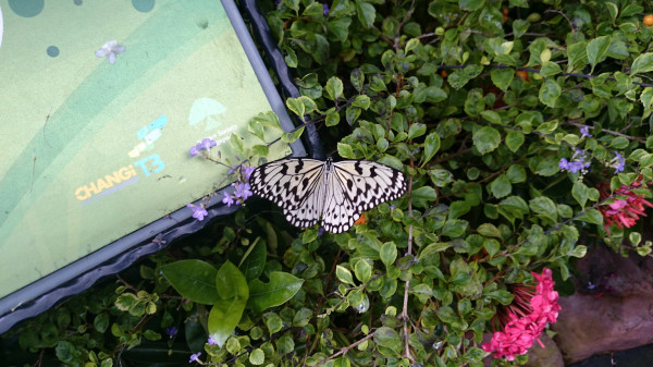 亲子游新加坡旅游攻略推荐,新加坡自由行亲子攻略2015