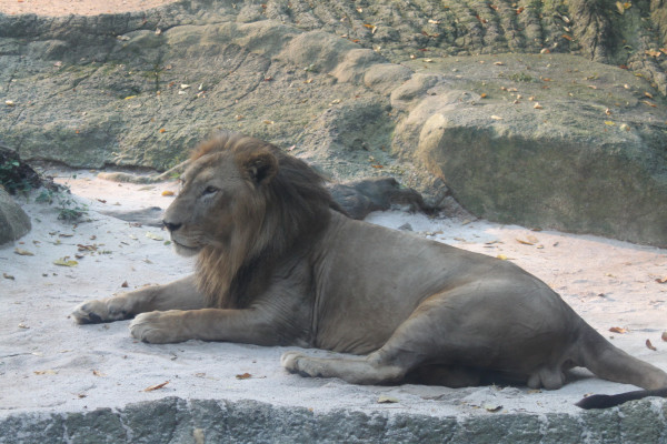 亲子游新加坡旅游攻略推荐,新加坡自由行亲子攻略2015