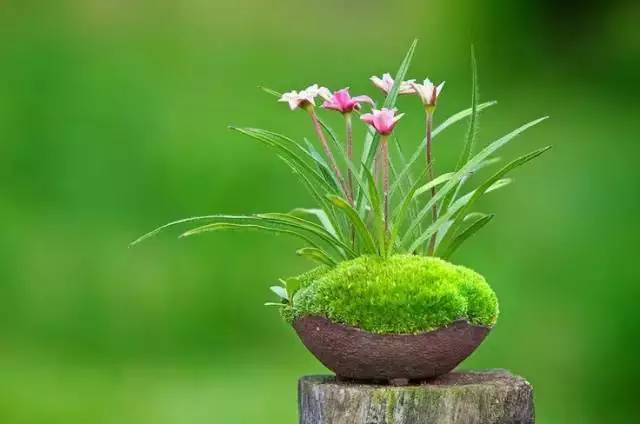 一花一世界一草一天堂一叶一菩提,一花一世界一草一天堂歌曲