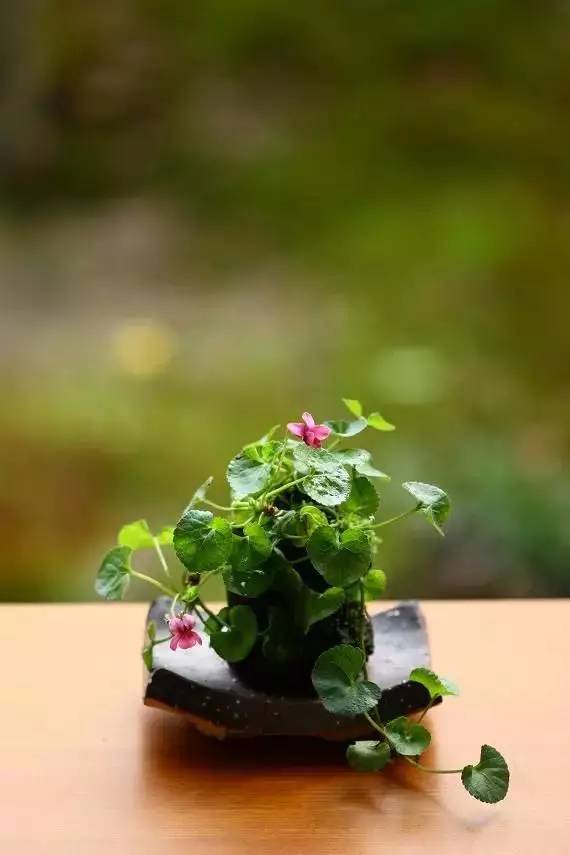 一花一世界一草一天堂一叶一菩提,一花一世界一草一天堂歌曲