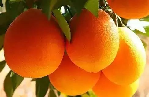 如果凉山是一个班，你最喜欢班里哪个同学？