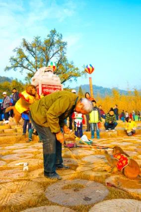 银杏舞,醉深秋|送您最新赏杏精品自驾游线路!