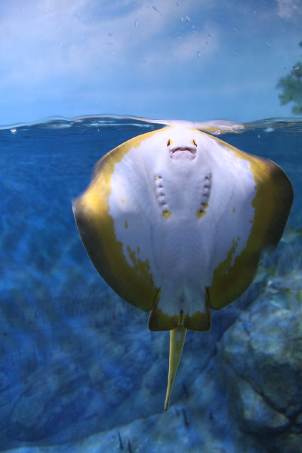 亲子游新加坡旅游攻略推荐,新加坡自由行亲子攻略2015