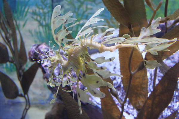 亲子游新加坡旅游攻略推荐,新加坡自由行亲子攻略2015