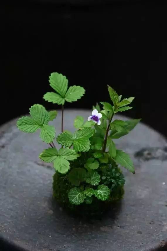 一花一世界一草一天堂一叶一菩提,一花一世界一草一天堂歌曲