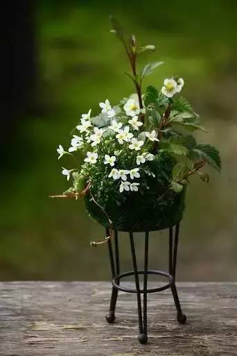 一花一世界一草一天堂一叶一菩提,一花一世界一草一天堂歌曲