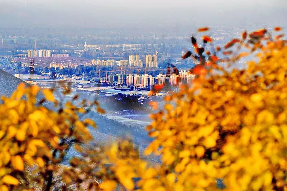 全体淮北人:赶紧来看她最后一眼,要不得再等一年!