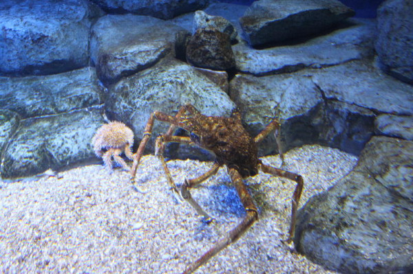 亲子游新加坡旅游攻略推荐,新加坡自由行亲子攻略2015