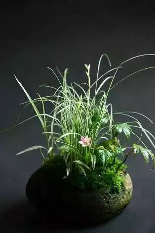 一花一世界一草一天堂一叶一菩提,一花一世界一草一天堂歌曲