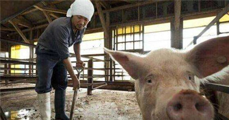 最可爱的中国养猪人，我为你歌唱！