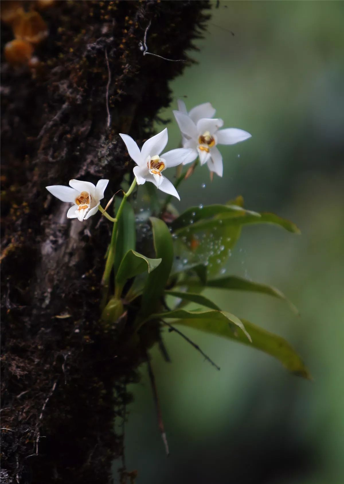 芒市黑河老坡沿途自然风景,芒市苤菜坝和黑河老坡一样吗