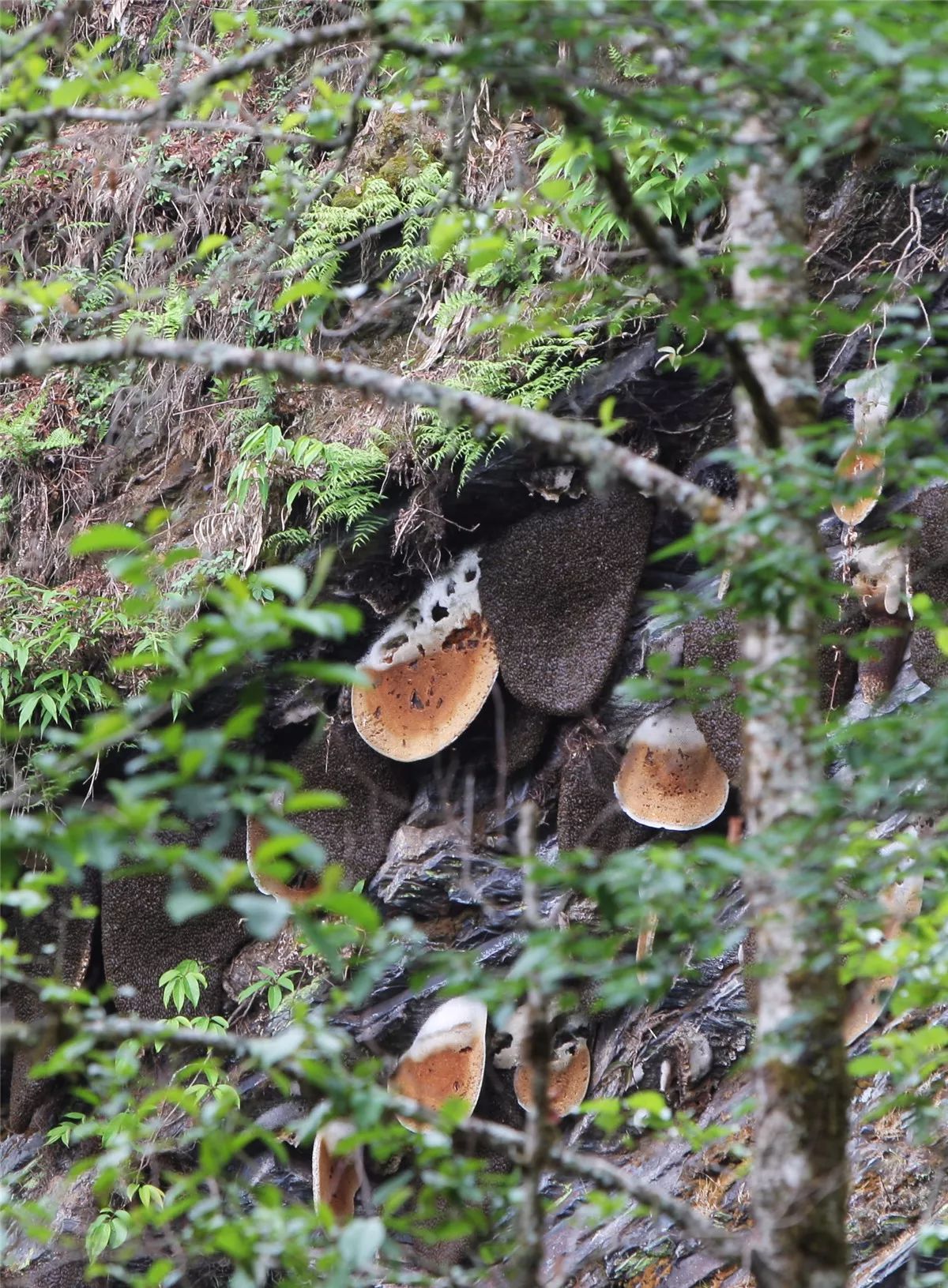 芒市黑河老坡沿途自然风景,芒市苤菜坝和黑河老坡一样吗