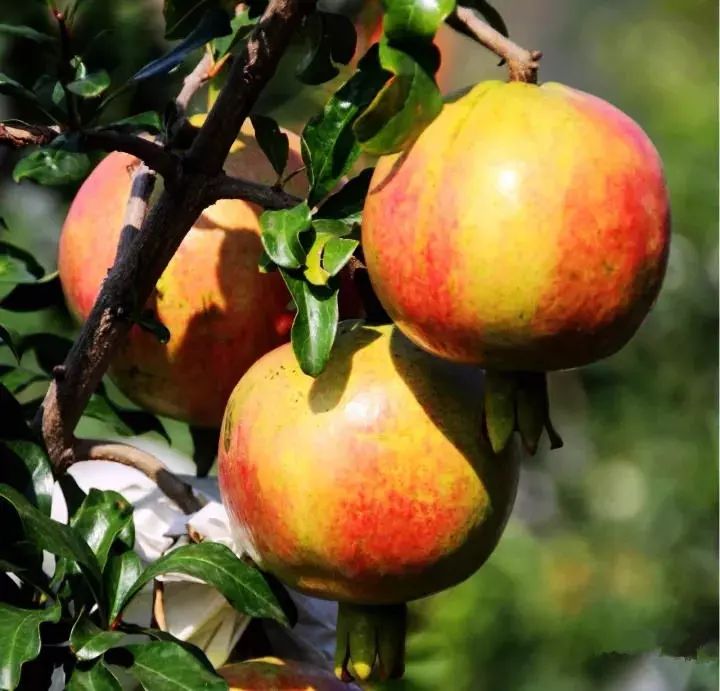 魅力会理｜人民日报点名“会理三宝”，全国都眼红了！