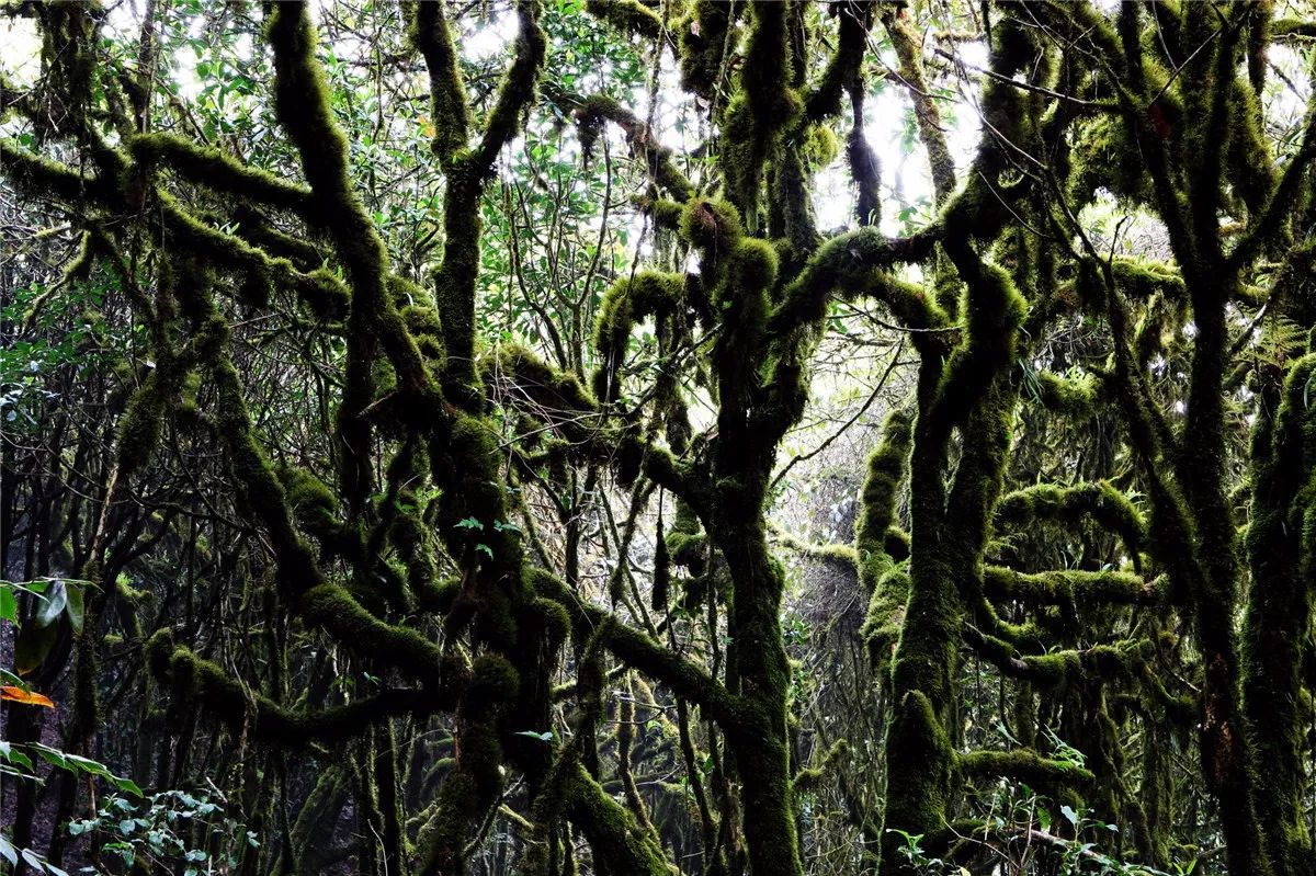 芒市黑河老坡沿途自然风景,芒市苤菜坝和黑河老坡一样吗