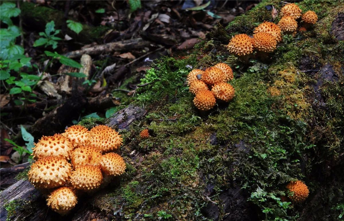 芒市黑河老坡沿途自然风景,芒市苤菜坝和黑河老坡一样吗