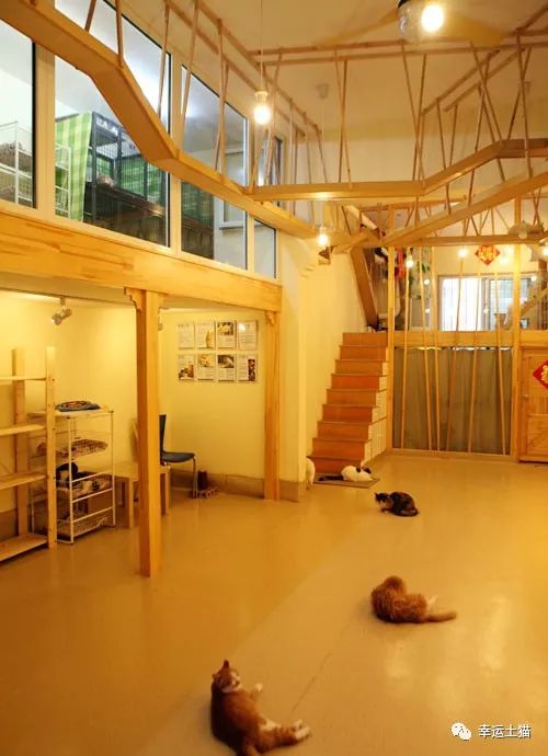 2017温暖继续!感谢CATS慈善基金连续五年为流浪猫提供温暖冬屋!