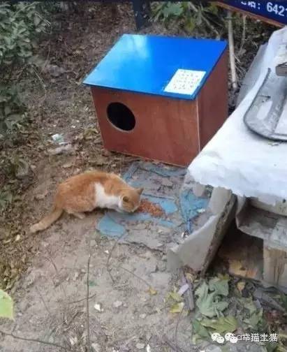 2017温暖继续!感谢CATS慈善基金连续五年为流浪猫提供温暖冬屋!