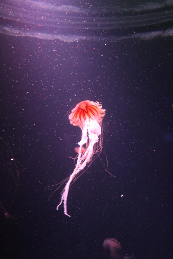 亲子游新加坡旅游攻略推荐,新加坡自由行亲子攻略2015