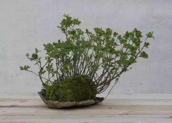 一花一世界一草一天堂一叶一菩提,一花一世界一草一天堂歌曲