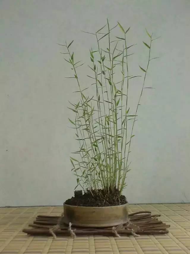 一花一世界一草一天堂一叶一菩提,一花一世界一草一天堂歌曲