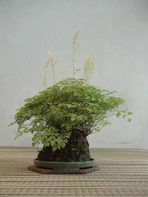 一花一世界一草一天堂一叶一菩提,一花一世界一草一天堂歌曲