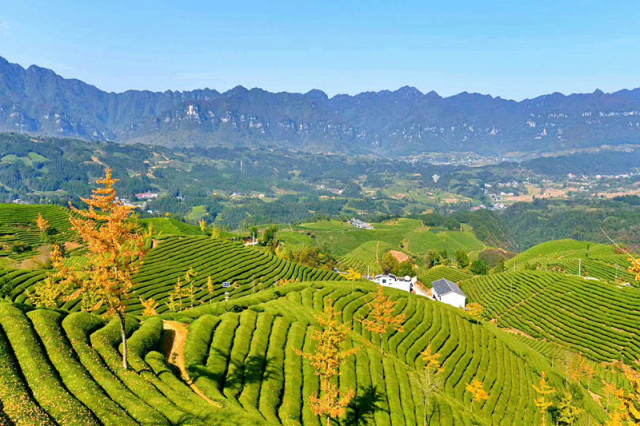 网友交流｜让更多的人知道，有一个地方叫鹤峰！