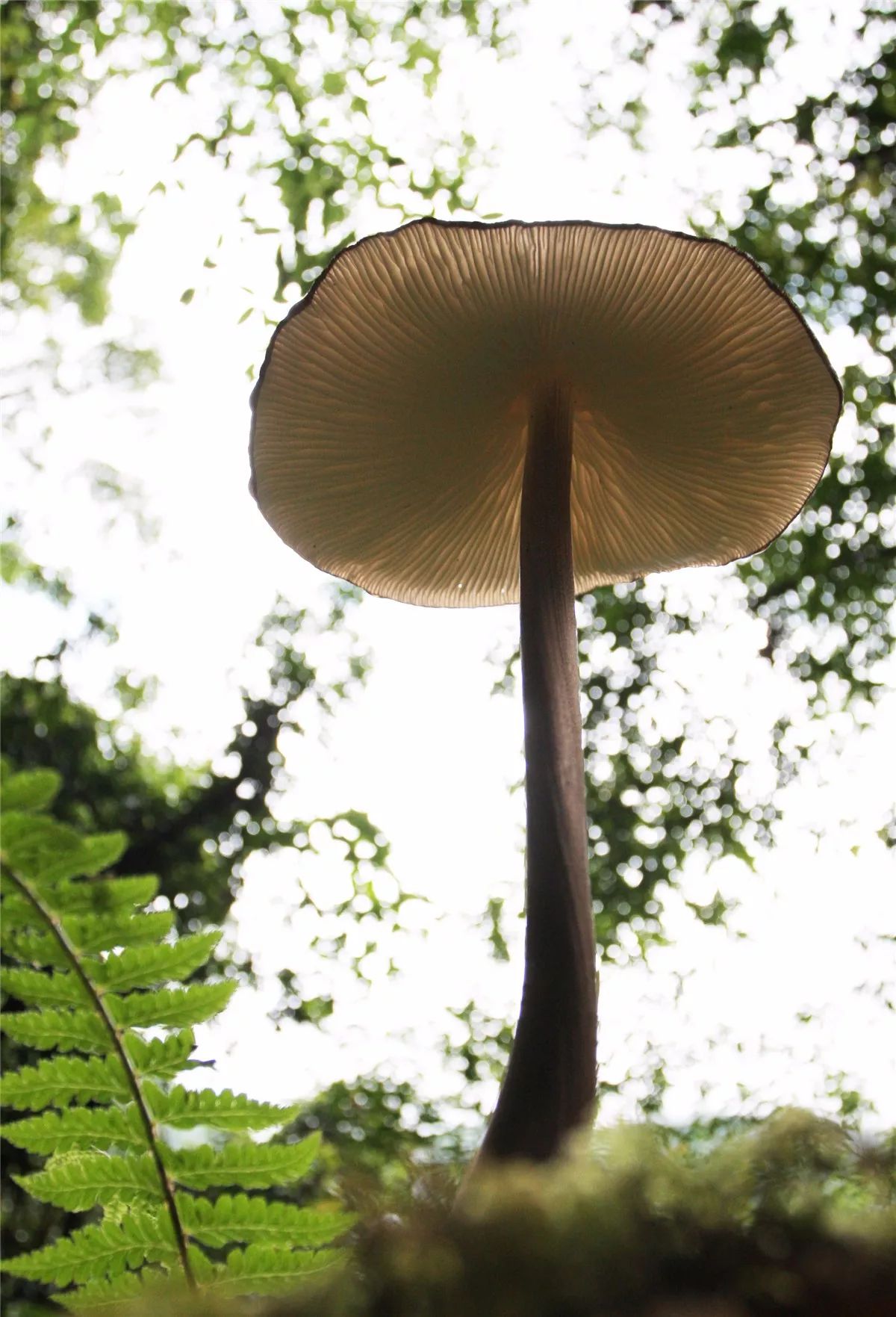 芒市黑河老坡沿途自然风景,芒市苤菜坝和黑河老坡一样吗