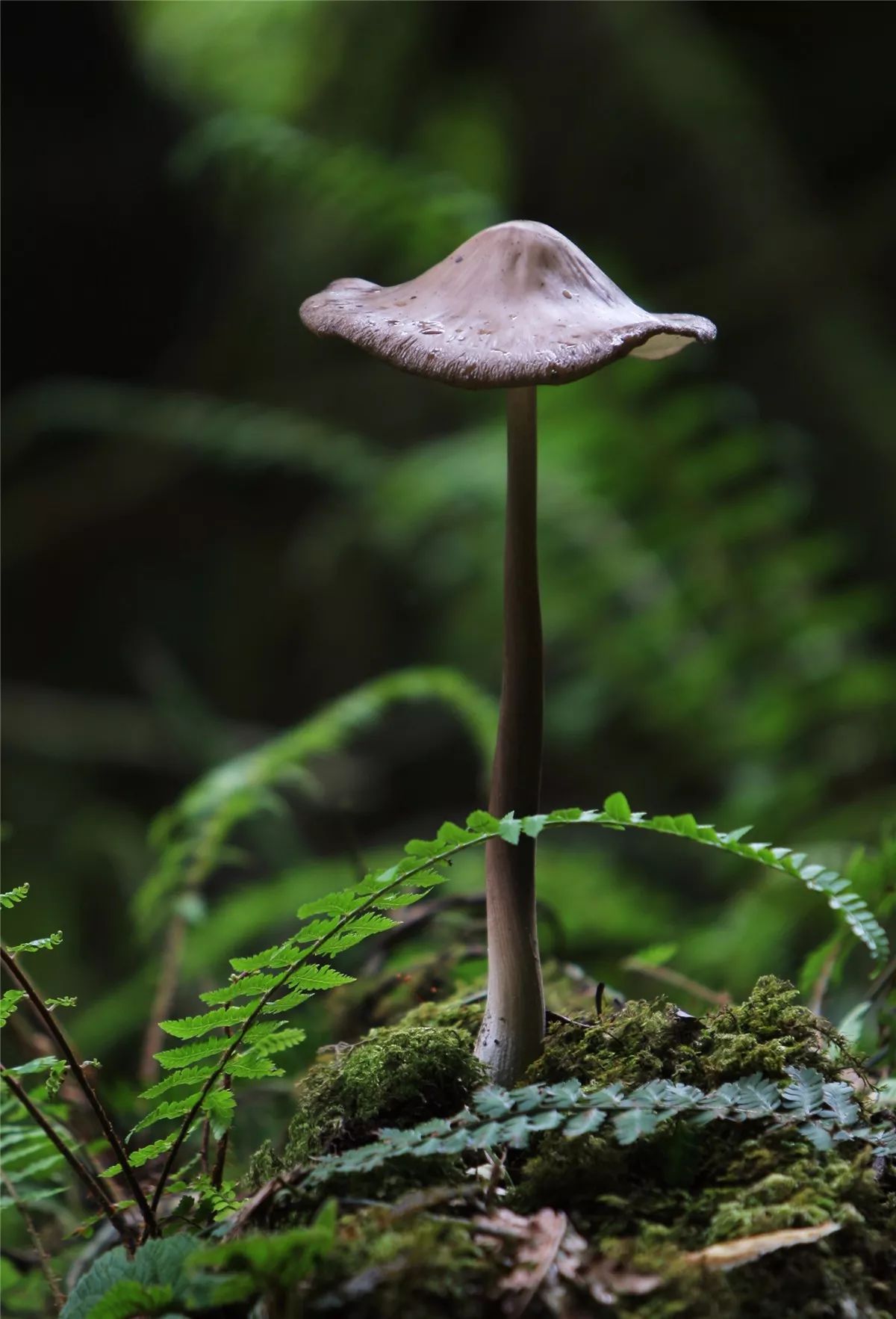芒市黑河老坡沿途自然风景,芒市苤菜坝和黑河老坡一样吗