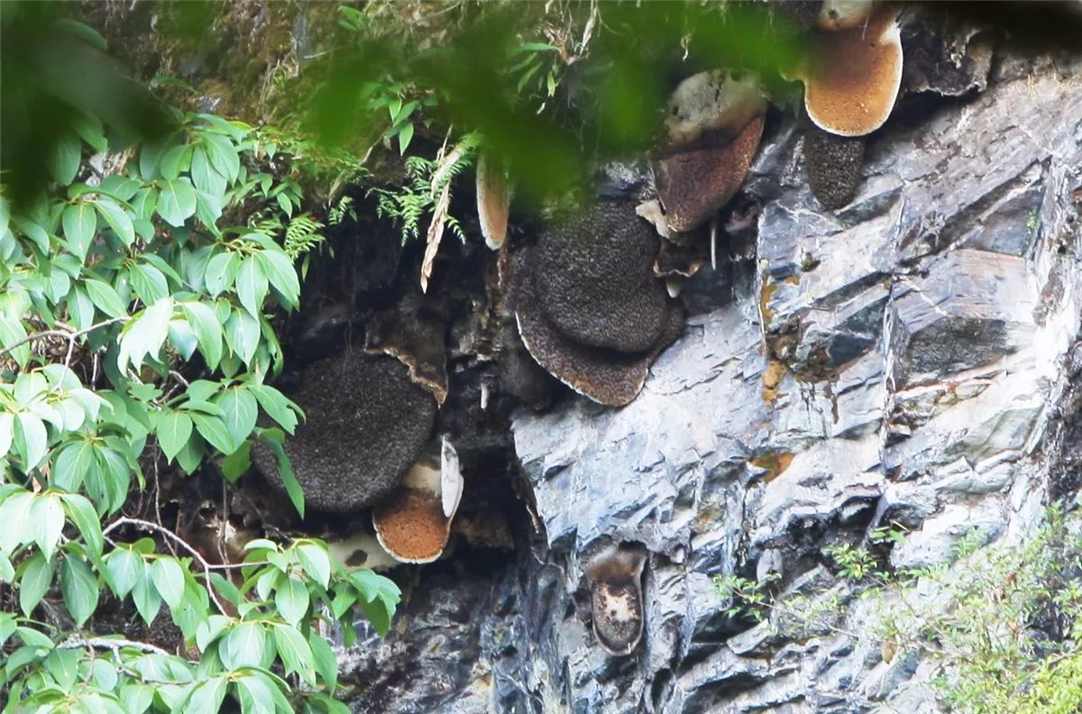 芒市黑河老坡沿途自然风景,芒市苤菜坝和黑河老坡一样吗