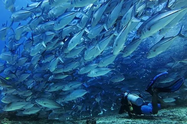 旅游签证办理流程和费用详解,旅游签证办理流程详解