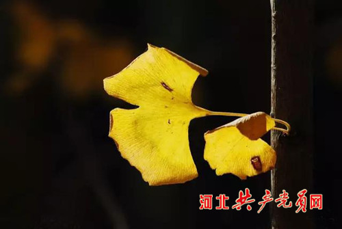 沙河栾卸银杏林夏天好玩吗,沙河栾卸银杏林景区