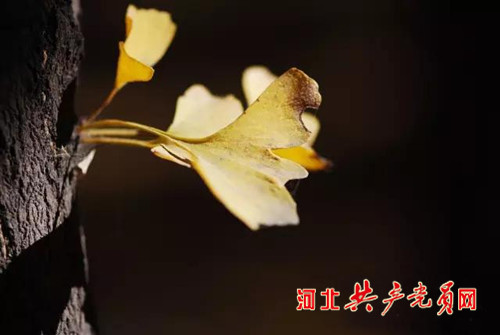 沙河栾卸银杏林夏天好玩吗,沙河栾卸银杏林景区