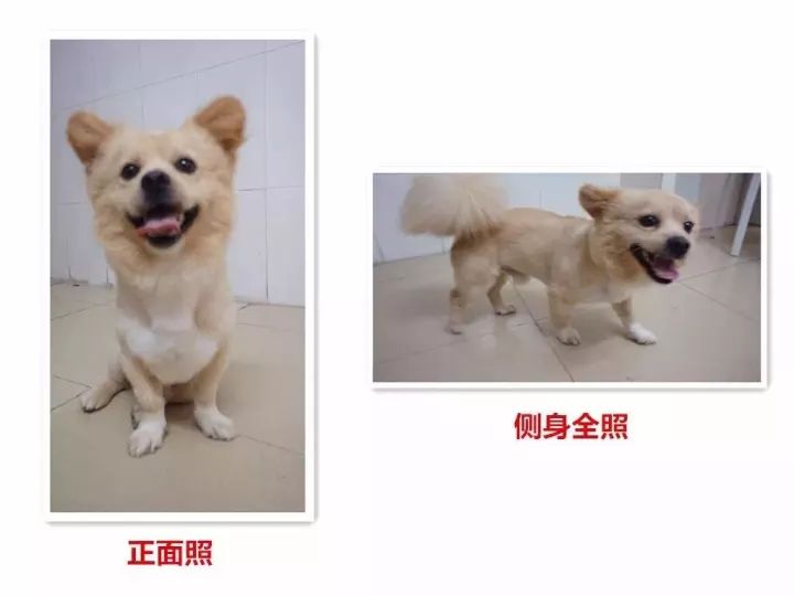 宠物犬在哪个部门办证,家有萌犬告示牌