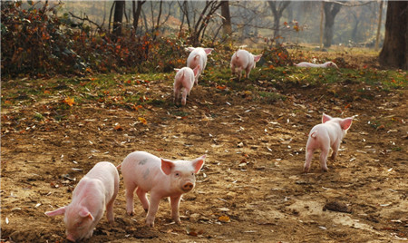 最可爱的中国养猪人，我为你歌唱！