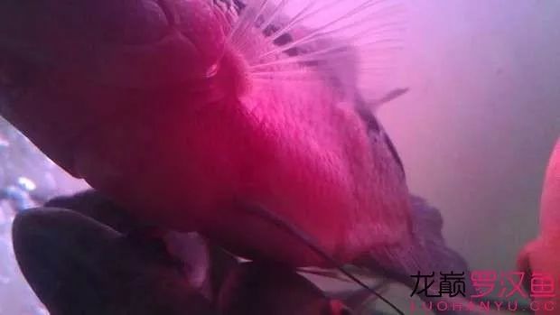 罗汉鱼常见疾病及治疗,罗汉鱼的病怎么治疗