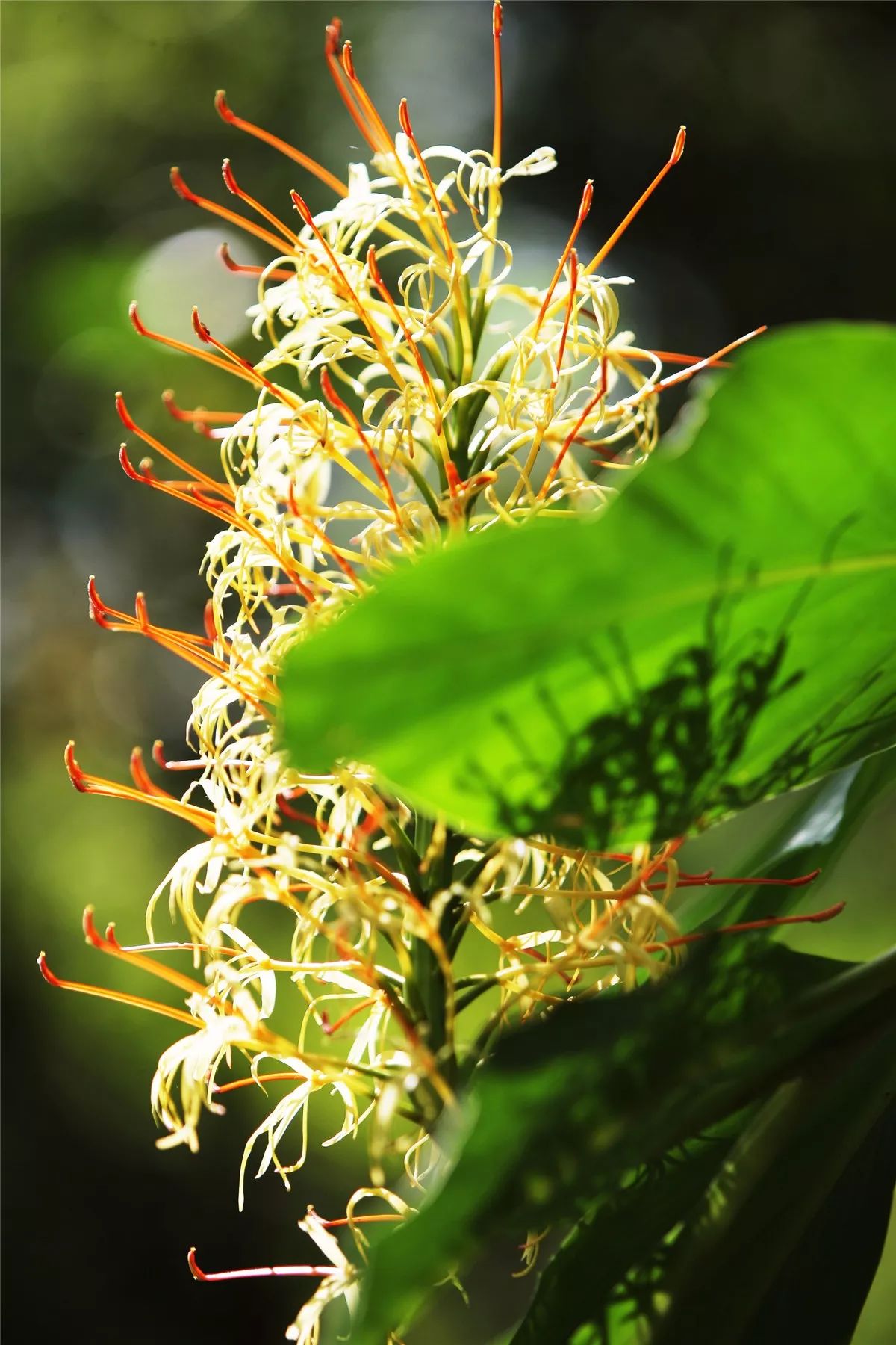 芒市黑河老坡沿途自然风景,芒市苤菜坝和黑河老坡一样吗