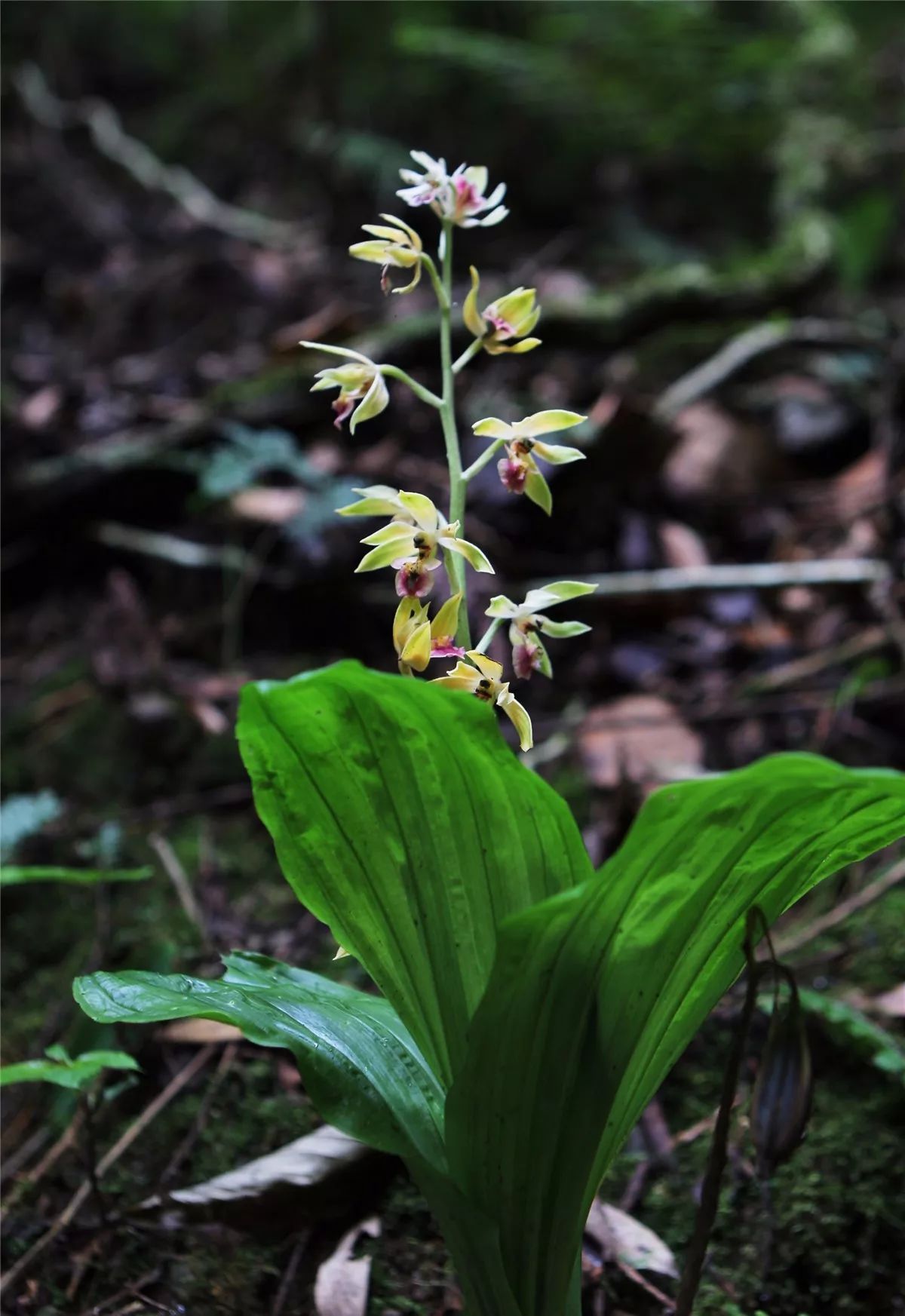 芒市黑河老坡沿途自然风景,芒市苤菜坝和黑河老坡一样吗