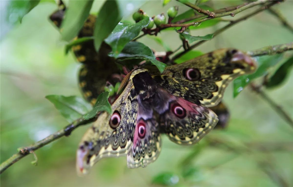 芒市黑河老坡沿途自然风景,芒市苤菜坝和黑河老坡一样吗