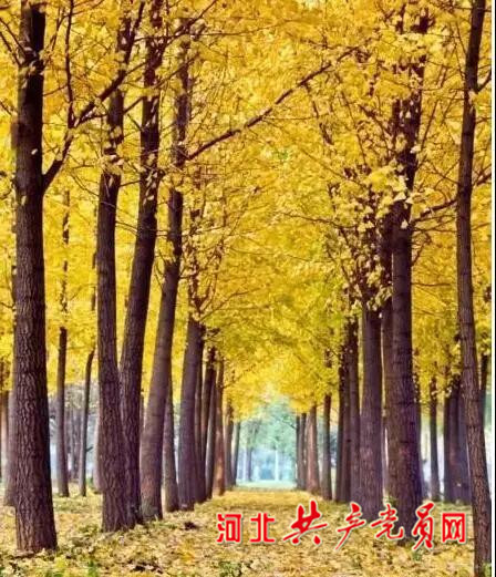 沙河栾卸银杏林夏天好玩吗,沙河栾卸银杏林景区