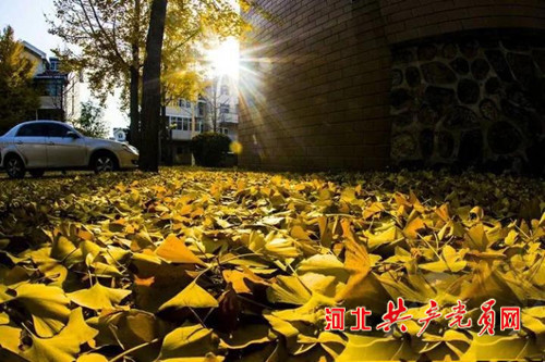 沙河栾卸银杏林夏天好玩吗,沙河栾卸银杏林景区