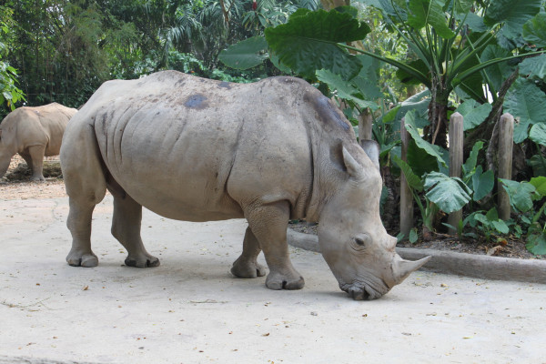 亲子游新加坡旅游攻略推荐,新加坡自由行亲子攻略2015