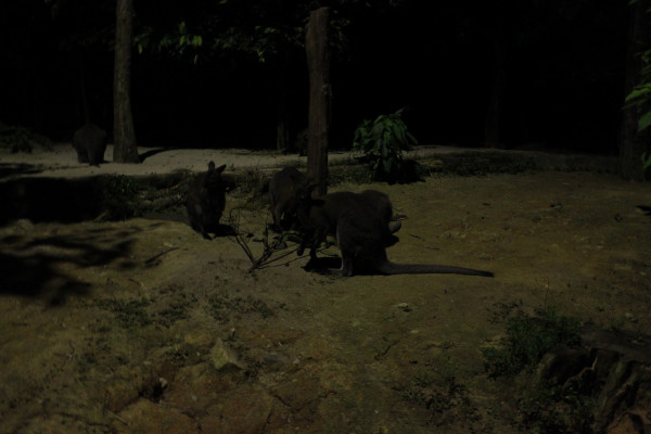 亲子游新加坡旅游攻略推荐,新加坡自由行亲子攻略2015